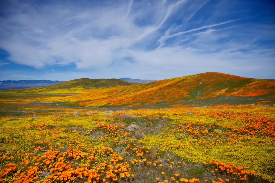 Orange California poppies in bloom over gently rolling hills in Southern California's Antelope Valley Poppy Reserve.